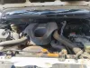 Picture of Isuzu KB300 2017